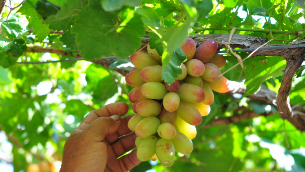 Ninh Thuận chú trọng phát triển nông nghiệp ứng dụng công nghệ cao