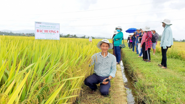 Những giống lúa chất lượng thích hợp sản xuất 2 vụ của Vinaseed