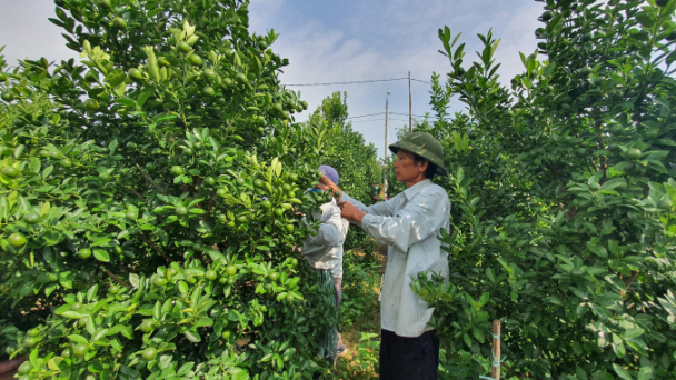Hỗ trợ người trồng quất cảnh tiêu thụ sản phẩm