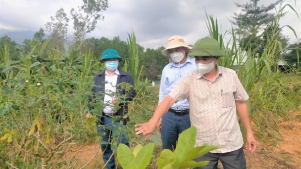 Tăng cường chỉ đạo bảo vệ sản xuất vụ Đông Xuân