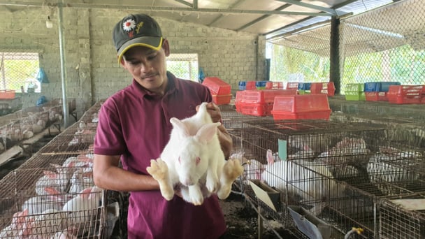 Nuôi thỏ kết hợp nuôi trùn quế cho thu nhập trăm triệu đồng mỗi năm