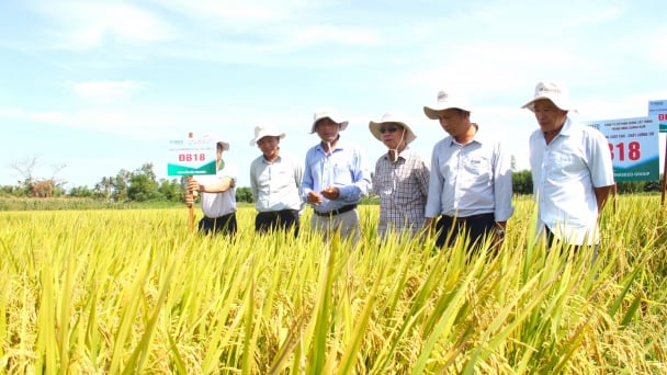 Những giống lúa 'chịu thương, chịu khó'