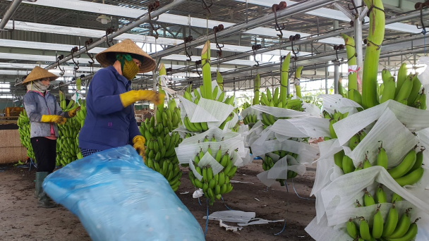 Sản xuất 'du canh', liên kết yếu cản đường cấp mã số vùng trồng