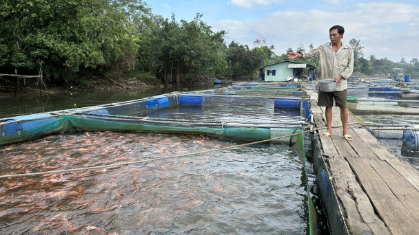 Đánh liều nuôi cá lồng bè trái vụ đón thị trường Tết