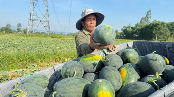 Nông dân lao đao vì dưa hấu mất mùa, rớt giá