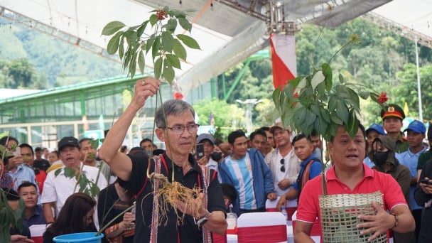 Da Nang cancels the 2025 Ngoc Linh Ginseng and Herbal Medicine International Festival