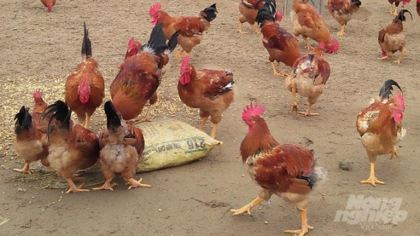 Nghệ An: Phát hiện 4 ổ dịch cúm A/H5N6