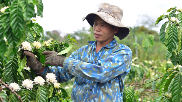 Tổ khuyến nông cộng đồng sẽ là cầu nối doanh nghiệp và nông dân