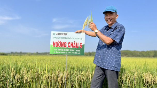Bộ đôi giống lúa của Vinaseed 'hớp hồn' nông dân Tây Nguyên