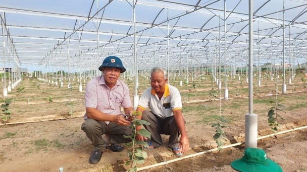 Nông nghiệp công nghệ cao Ninh Thuận: [Bài 4] Nhiều mô hình ứng dụng hiệu quả