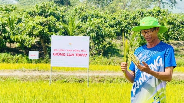 Thời tiết bất thuận, giống lúa TBR97 vẫn đạt năng suất 8,2 tấn/ha