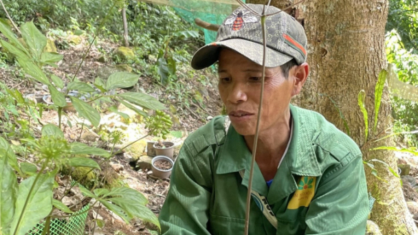 Người dân có sâm Ngọc Linh bị thiệt hại vì dịch bệnh sẽ được hỗ trợ
