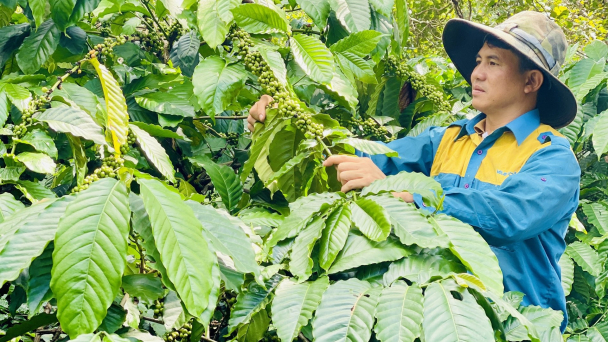 Cà phê 'trở mình' tươi tốt, năng suất tăng vọt nhờ sản xuất hữu cơ