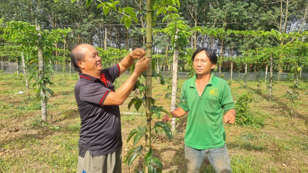 Đi tìm hào quang cho chanh leo [Bài 5]: Lỏng lẻo chuỗi liên kết