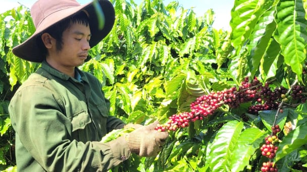 Gia Lai có thêm 90 mã số vùng trồng