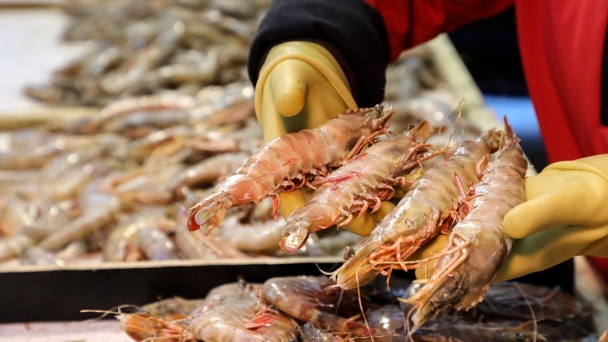 Miễn kiểm dịch thủy sản nhập khẩu làm nguyên liệu
