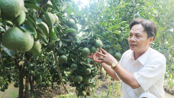 Số hoá hàng nghìn ha vùng trồng cam sành