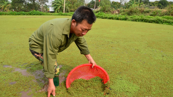 Đưa bèo hoa dâu trở về với đồng ruộng