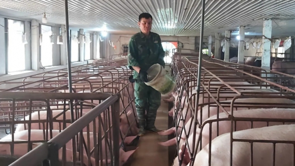Effective disease control through cold-barn pig farming
