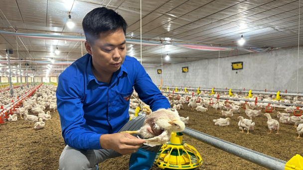 Trang trại gà xanh, sạch của chàng kỹ sư yêu công nghệ