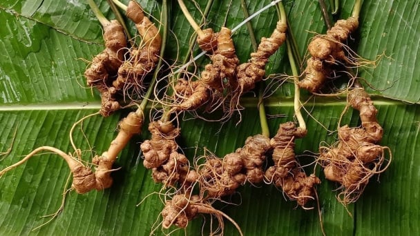 Lai Chau calls for solutions of planting code issues to sustain medicinal gingseng development