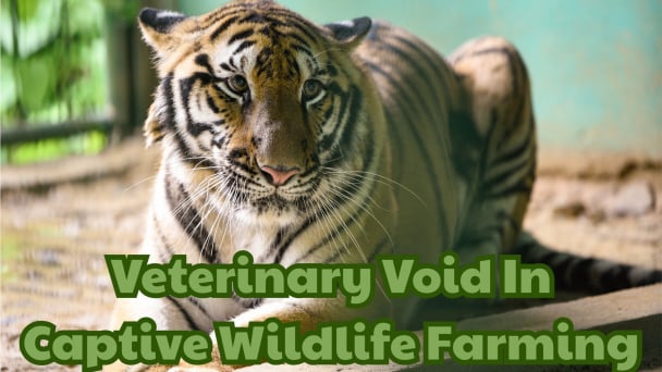 Warnings from bird flu outbreak killing dozens of tigers in zoos