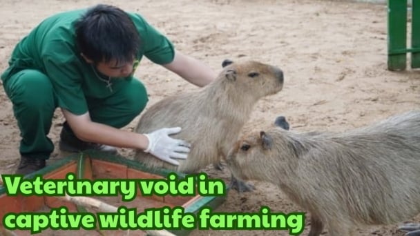 A model for wildlife disease surveillance in Vietnam
