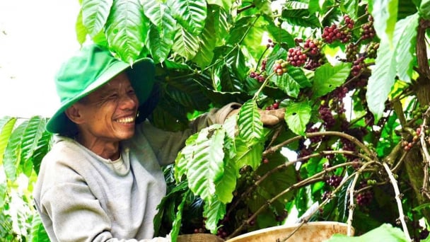 Sustainable coffee development: An inevitable trend