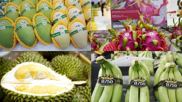 Multi-channel, multi-directional Vietnamese agricultural markets: [5] Safety is the key