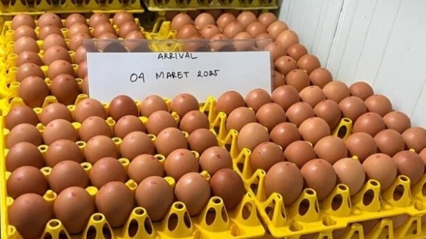 WMU đặt mục tiêu dẫn đầu thị trường trứng cage-free Đông Nam Á