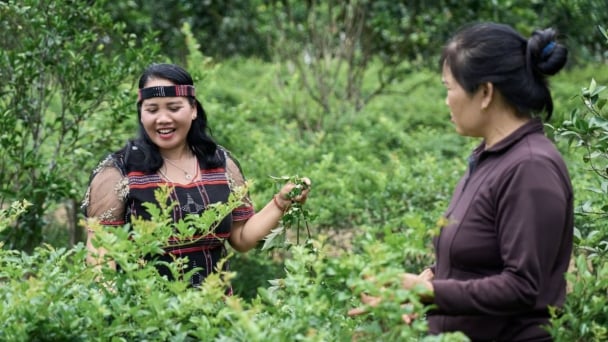 Phụ nữ và những bước chuyển xanh từ cộng đồng