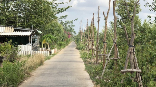 Bạc Liêu: UBND tỉnh đề nghị báo cáo vụ hàng trăm cây xanh chết khô
