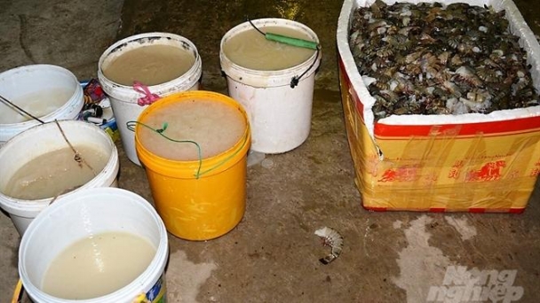 Cà Mau: Vận chuyển tôm tạp chất, thương lái bị xử phạt hơn 60 triệu đồng