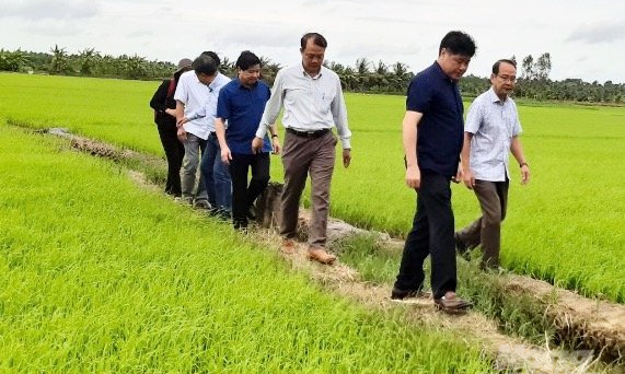 Thứ trưởng Lê Quốc Doanh kiểm tra xuống giống tại Trà Vinh và Sóc Trăng