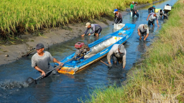 Đẩy mạnh phát triển mô hình tôm sạch, lúa an toàn