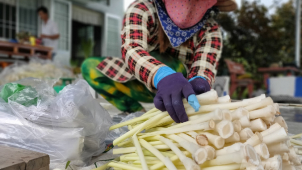 Cà Mau: Giá trị của ngành nông nghiệp giảm gần 2.000 tỷ đồng