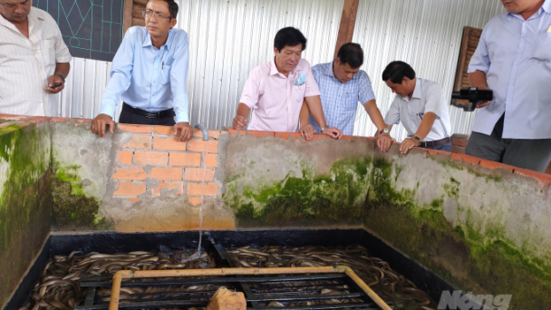Mô hình nuôi lươn không bùn ở Bạc Liêu đang gặp khó đầu ra