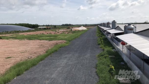 Secrets of a cold pig farm in Tay Ninh province