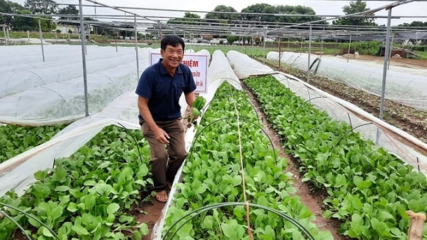 Hanoi pioneering in implementing IPHM for safe vegetables