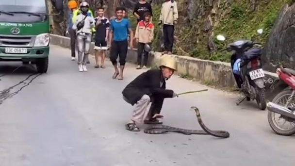 Video: Người đàn ông mạo hiểm bắt rắn hổ mang chúa