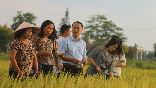 Doanh nghiệp đất Cảng liên kết với nông dân sản xuất lúa hữu cơ