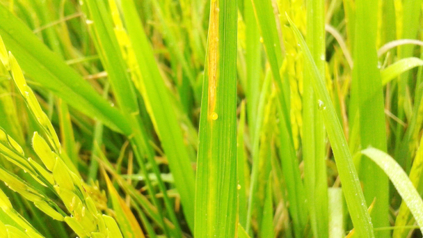 Chủ động phòng trị bệnh cháy bìa lá lúa