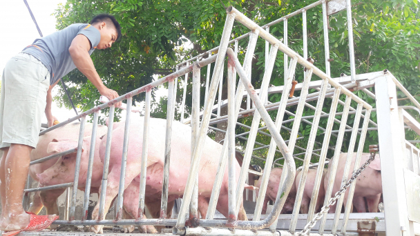 Văn hóa doanh nghiệp và ứng xử của các ông lớn ngành chăn nuôi