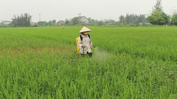 Không được lơ là phòng chống dịch bệnh trên lúa
