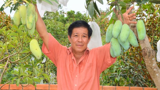 Nhà vườn Bến Tre chọn lọc giống xoài ngon