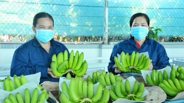 Trồng chuối trên đất phèn, chuyển đổi hợp lý ở An Giang