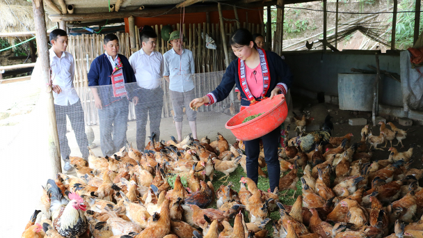 Hà Giang: Nuôi gà sạch thu nhập cao