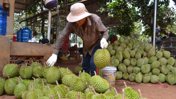 Bình Phước: Phê duyệt Đề án chương trình mỗi xã một sản phẩm (OCOP)