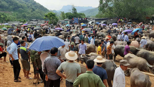 Sôi động chợ bò lớn nhất vùng cao Bắc Kạn