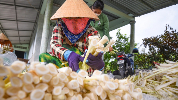 Cây bồn bồn - đặc sản Đất Mũi, dễ trồng dễ bán